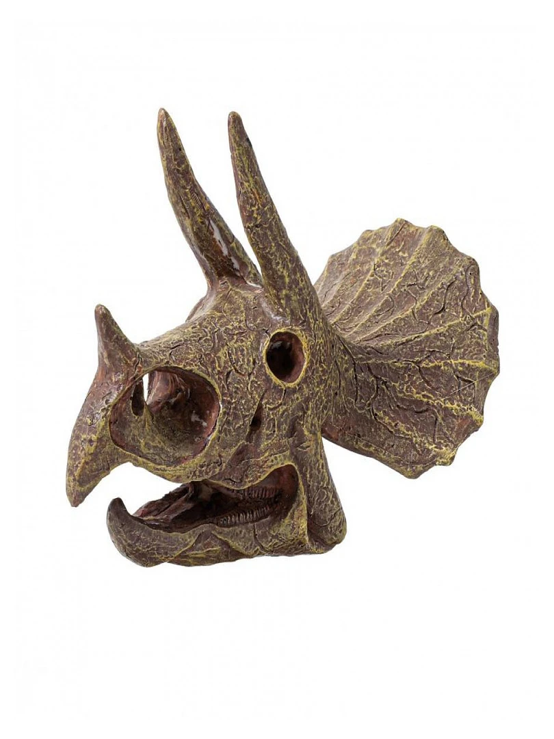 Museum Dino Skull   Tricératops   N/A