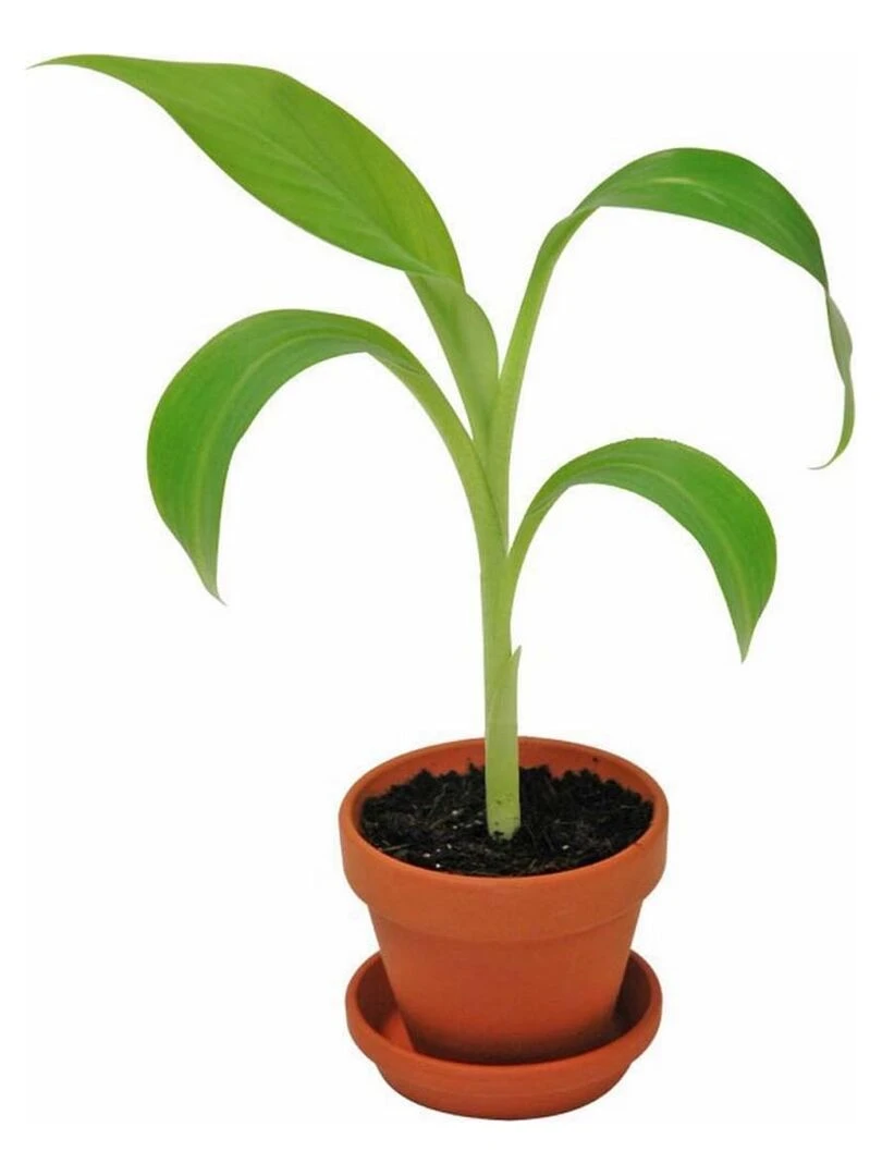 Kit de jardinage : Graines de bananier à faire pousser   N/A