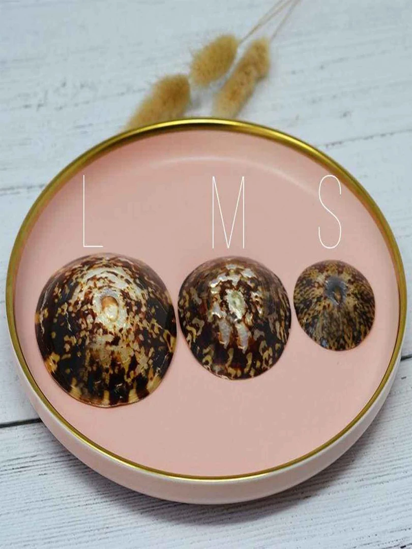 Lot De 2 Coquillages D'allaitement Mammaire   Marron