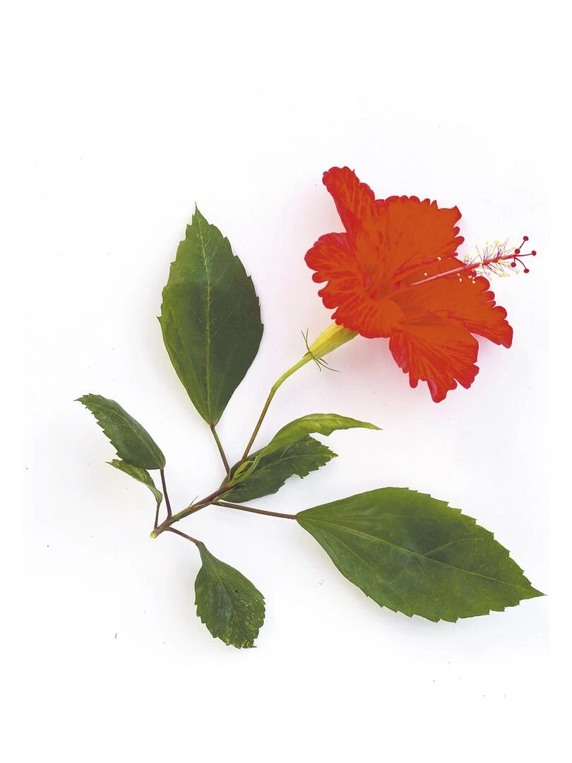 Parfum pour bougies 27 ml Senteur Hibiscus Multicolore