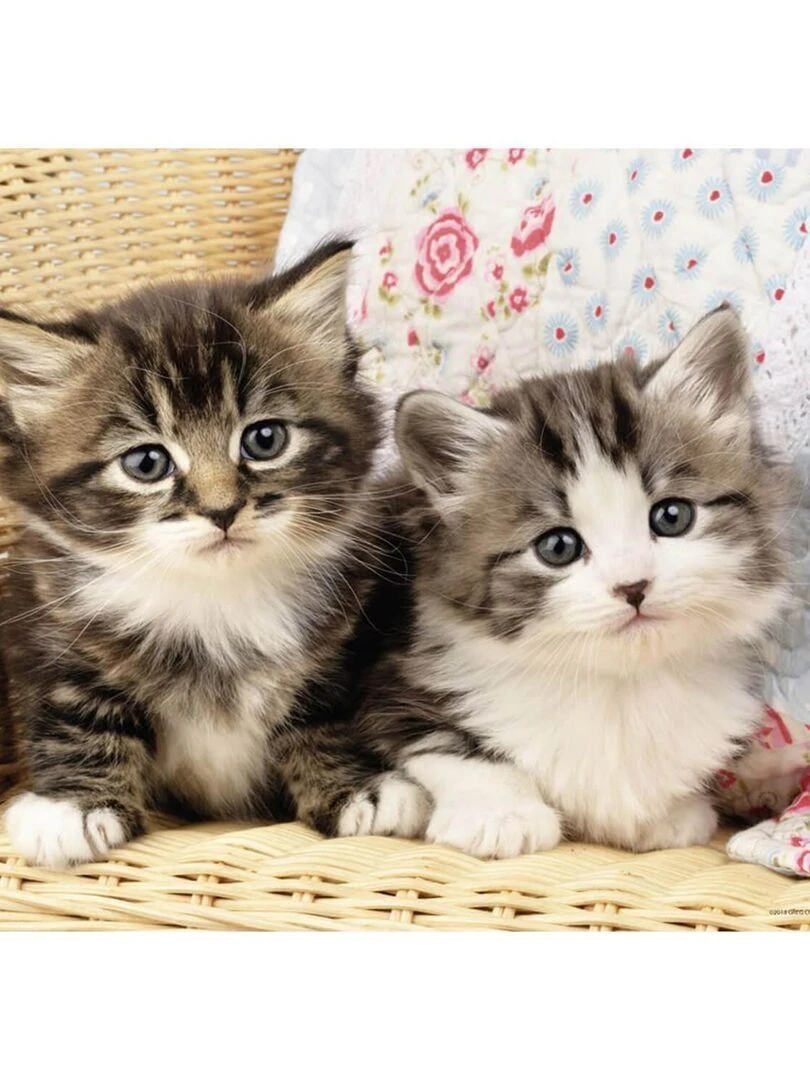 Puzzle 100 pièces : Duo de chatons N/A