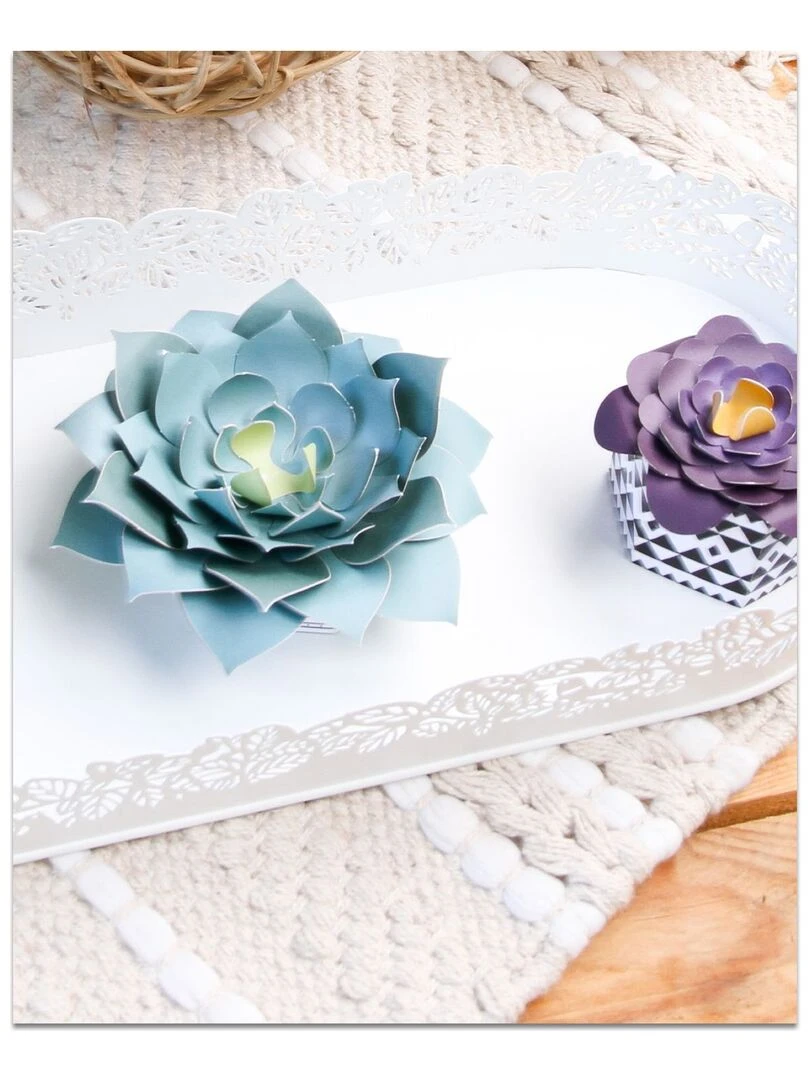 Coffret création en papier   3 succulentes   N/A