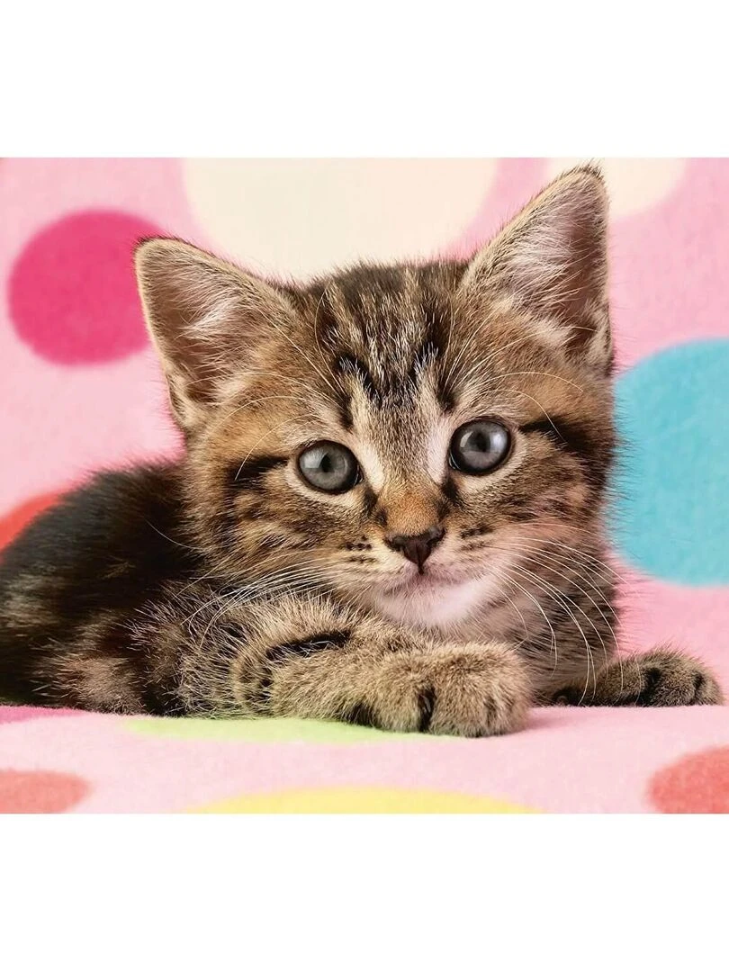 Puzzle 100 pièces : Un adorable chaton N/A