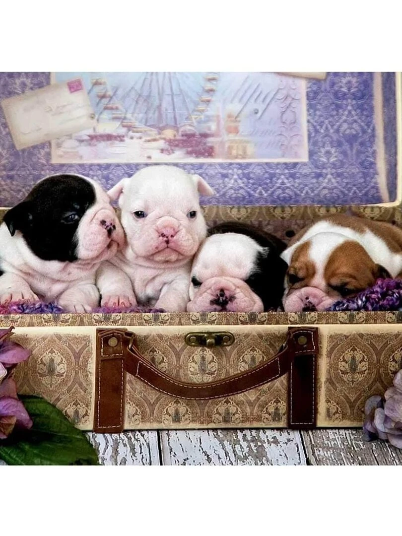 Puzzle 500 pièces : Chiots N/A