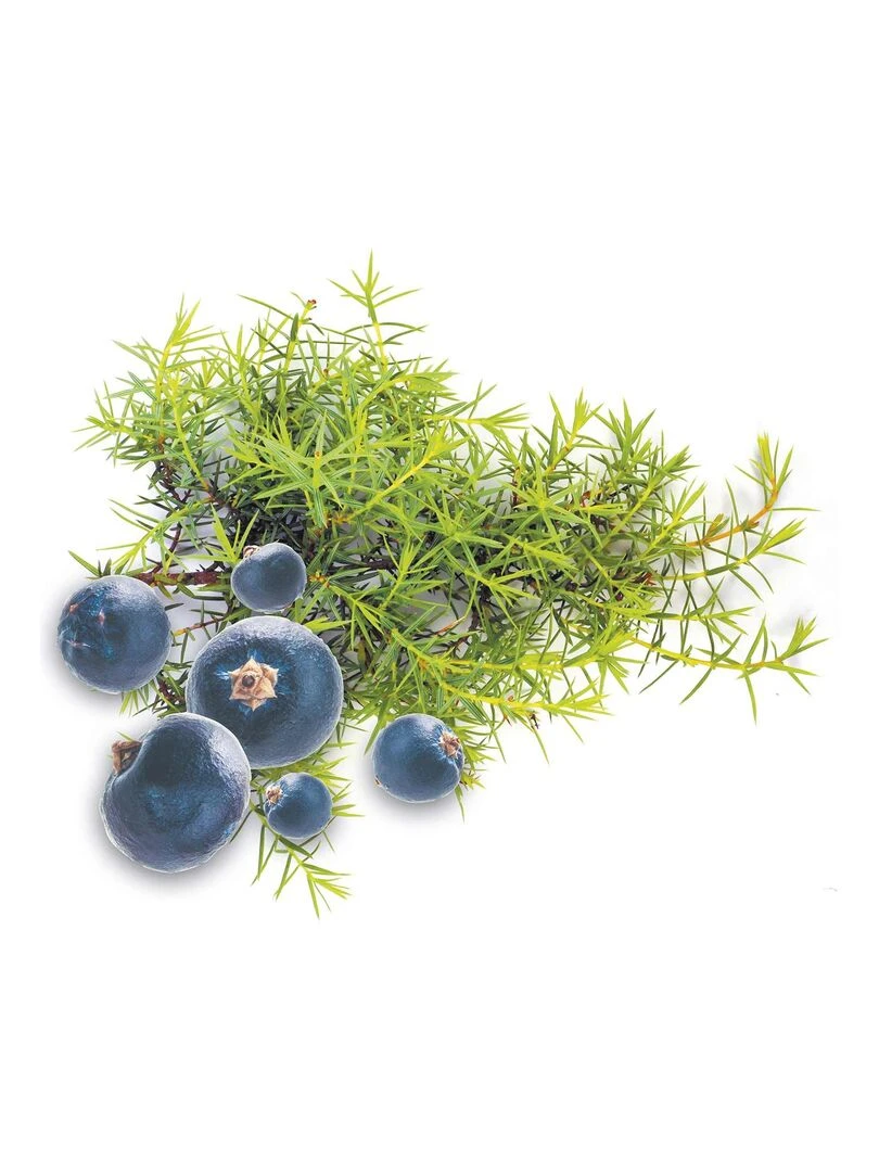 Parfum pour bougies 27 ml Senteur Genévrier Multicolore