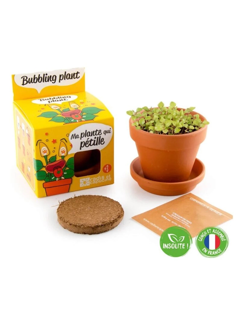 Kit de jardinage : Plante qui pétille avec pot 8 cm   N/A