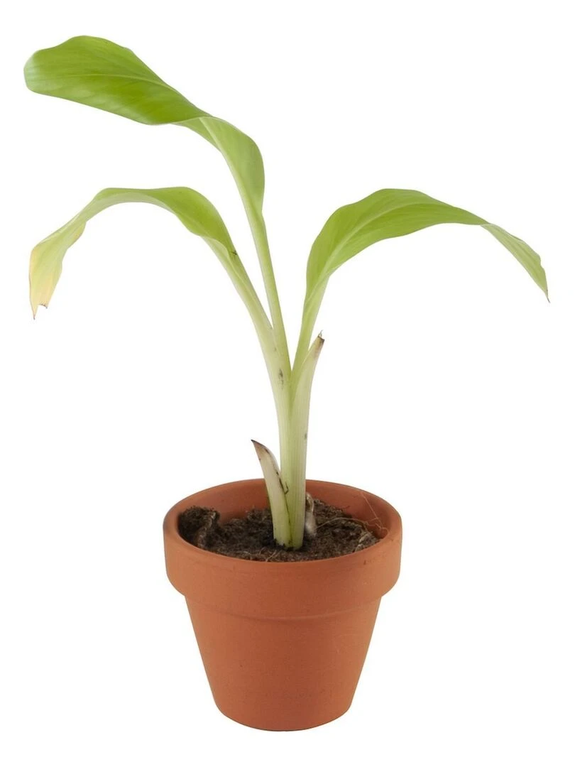 Kit de jardinage : Le pirate et son bananier à semer   N/A