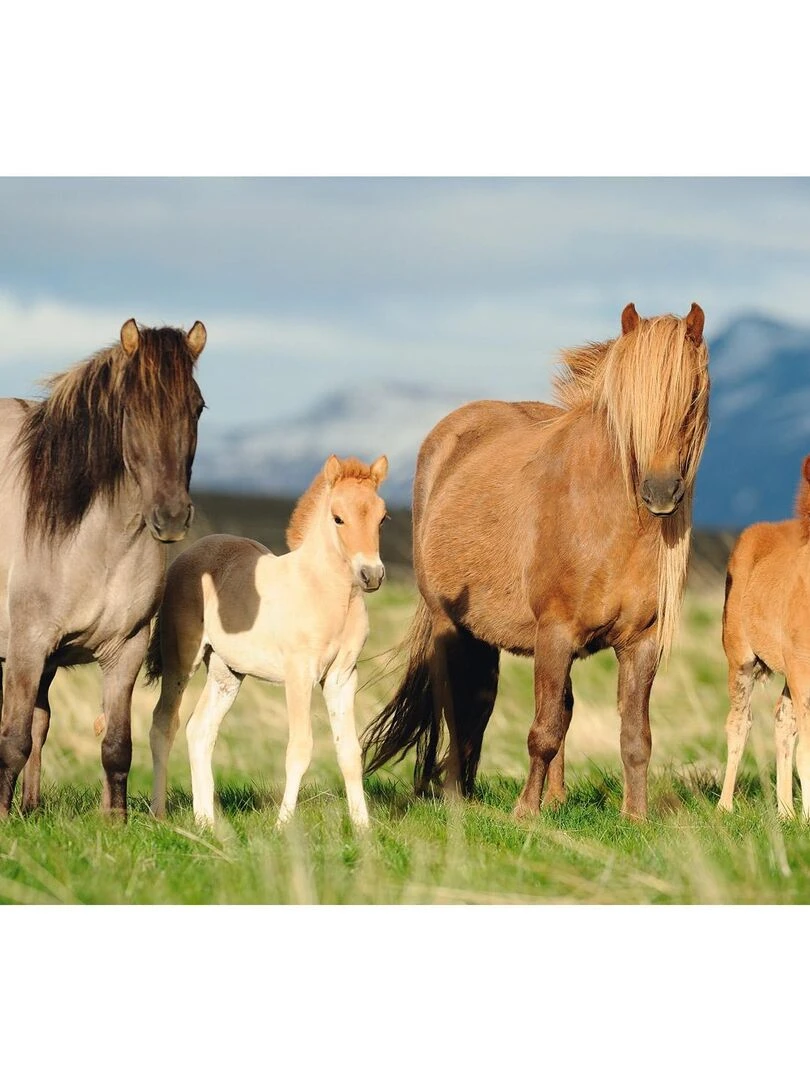 Puzzle 200 pièces : Famille Cheval N/A