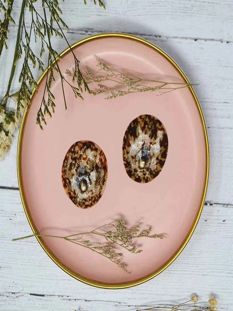 Lot De 2 Coquillages D'allaitement Mammaire Marron