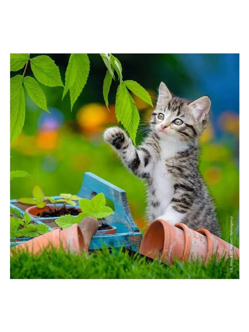 Puzzle 3 x 49 pièces : chatons tigrés N/A