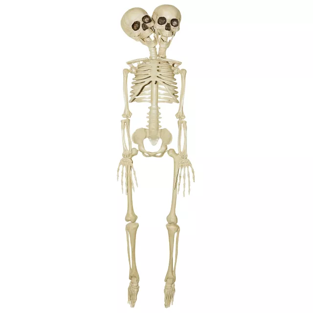 20 Inch Two-Headed Skeleton