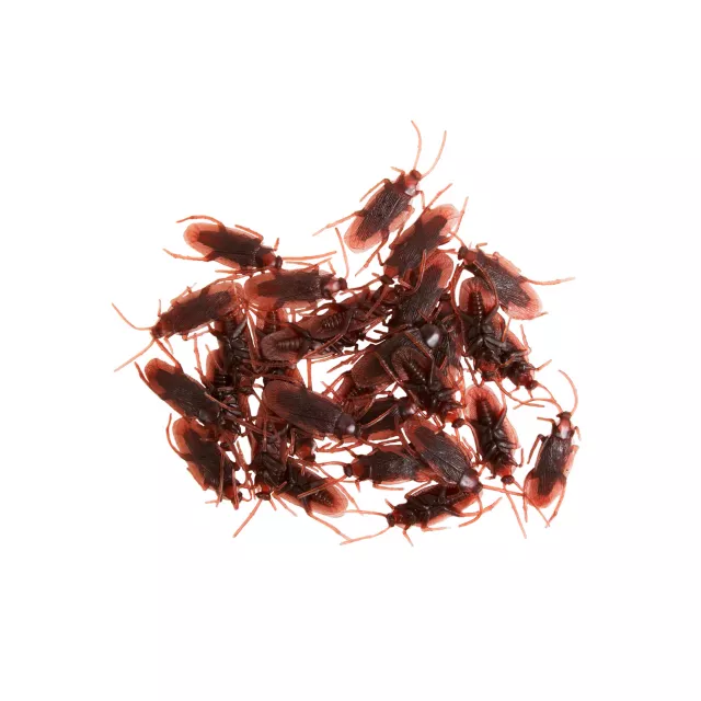 Cockroach Set