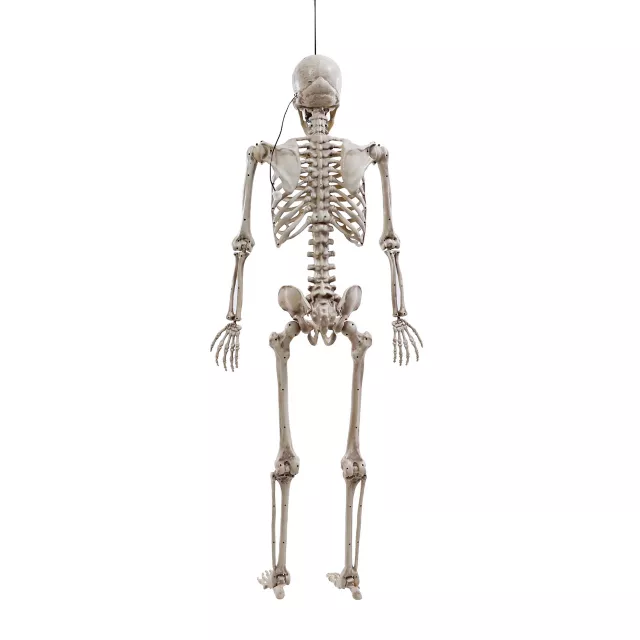 5 Ft Poseable Digieye Skeleton