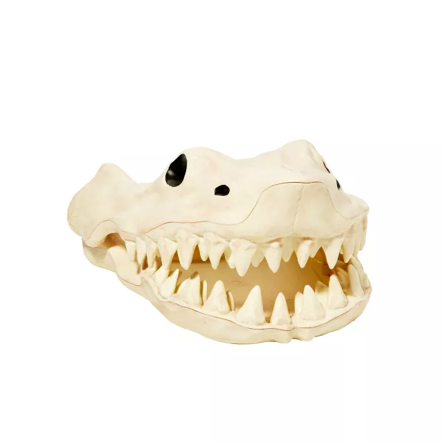 Shark Skull - Decorations