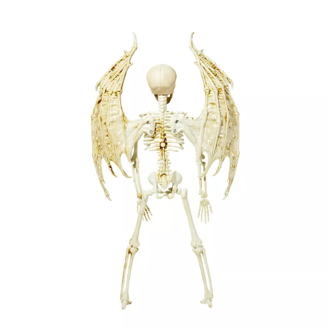 Angel Skeleton Static Prop