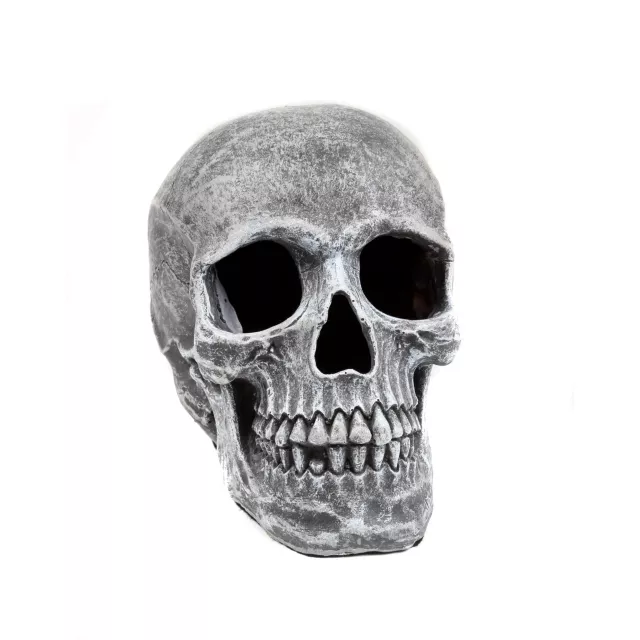 Large Realistic Skull Prop