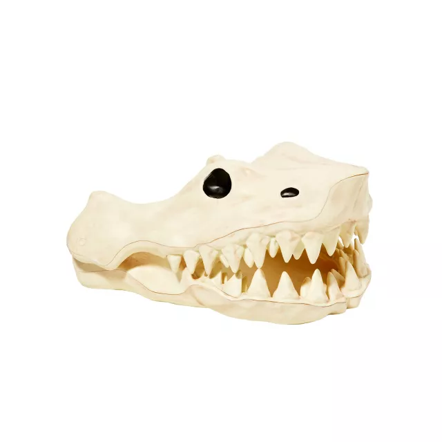 Shark Skull - Decorations