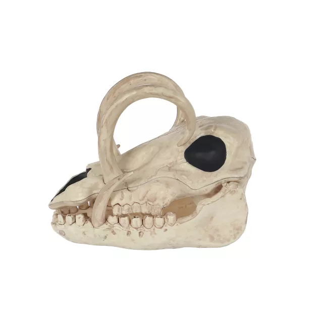 Boar Skull