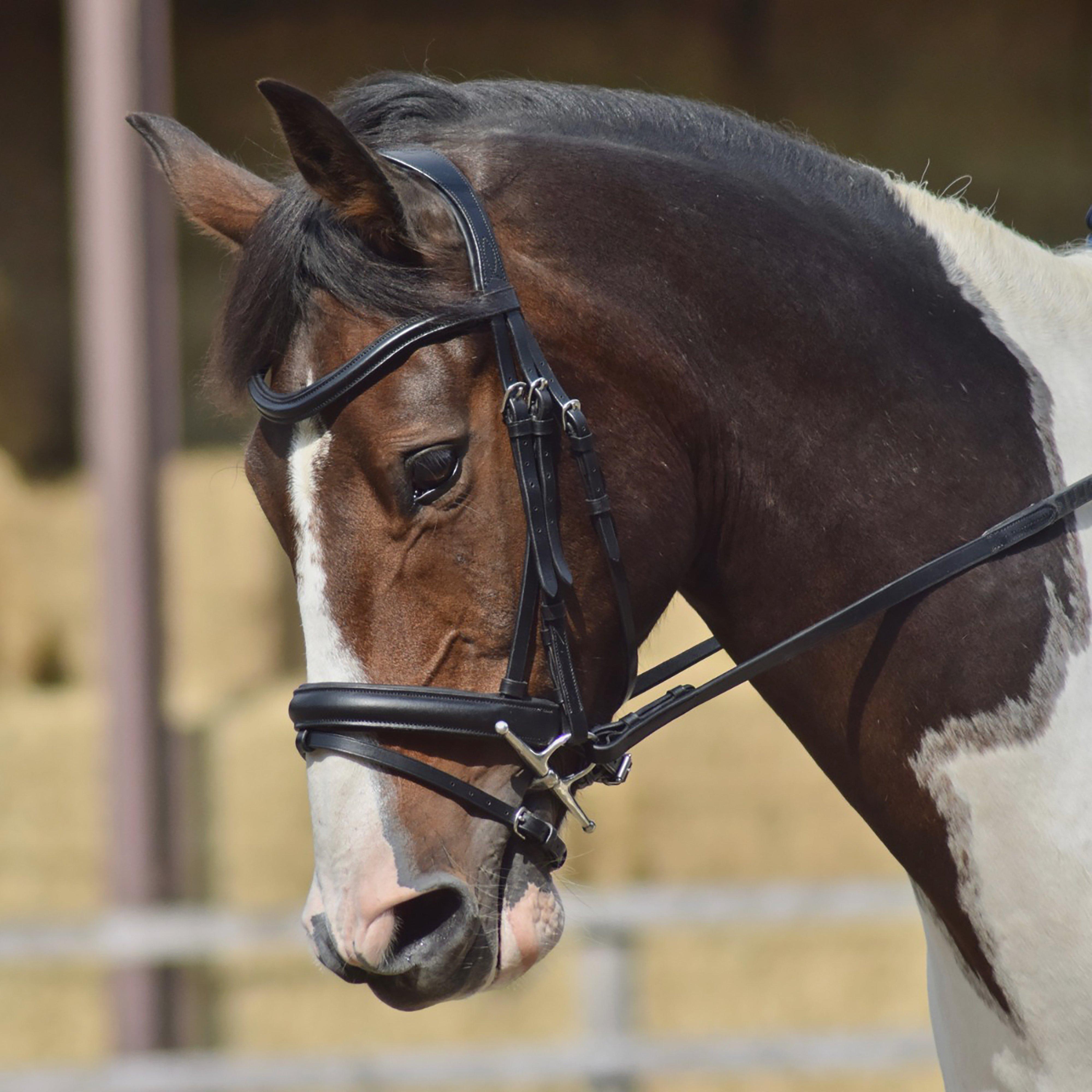 Dressage Flash Bridle Black