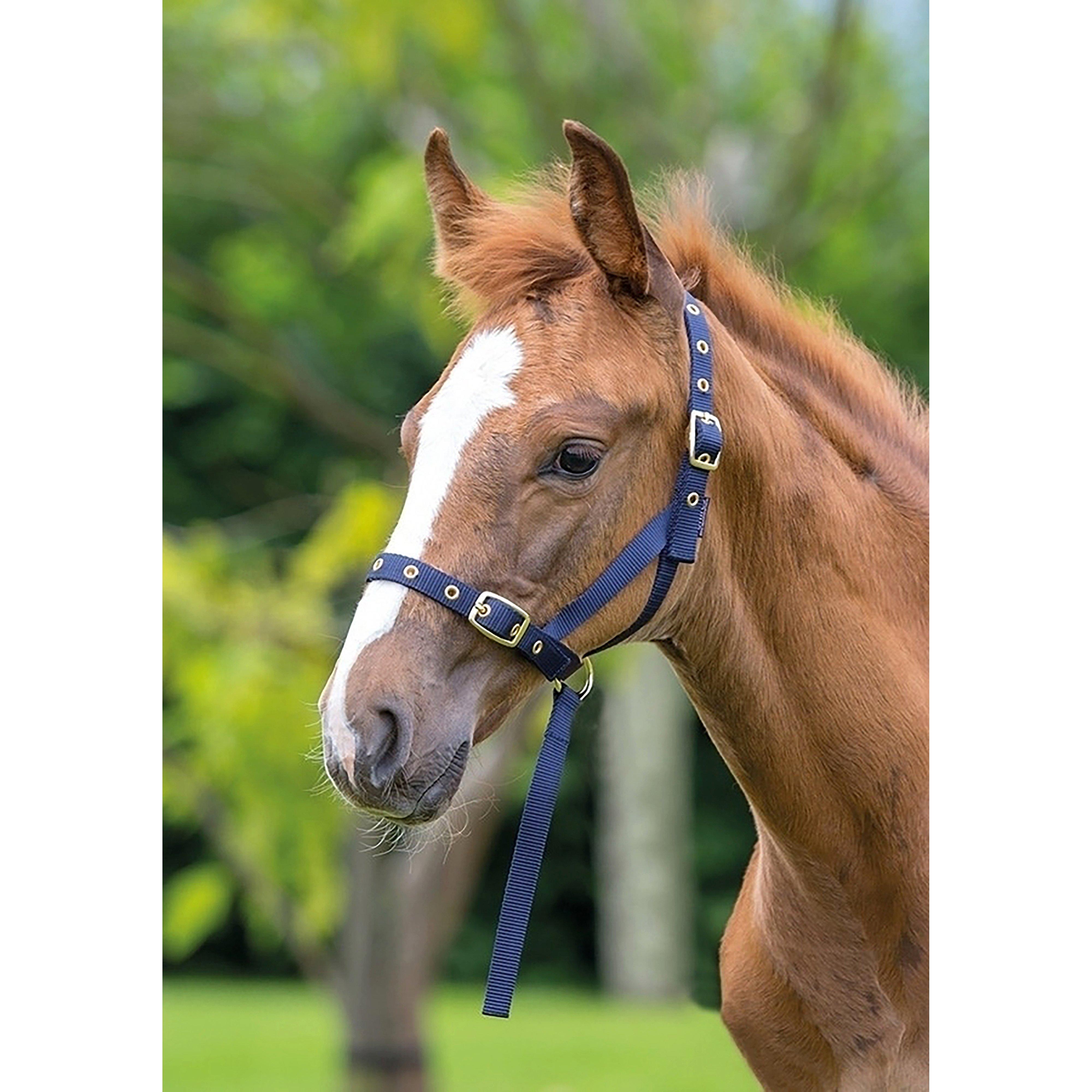 Nylon Foal Slip Navy