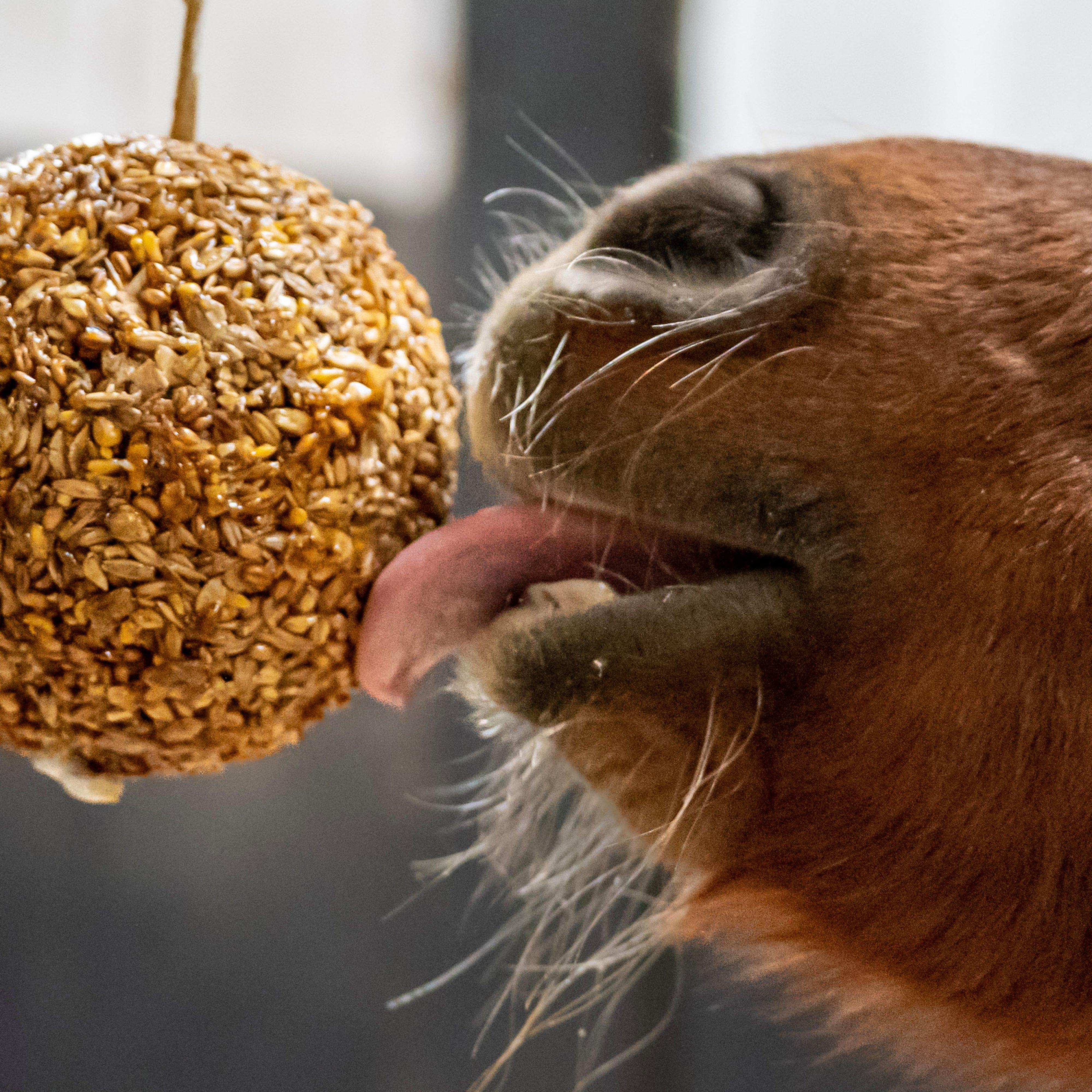 Granola Stall-Ball Apple