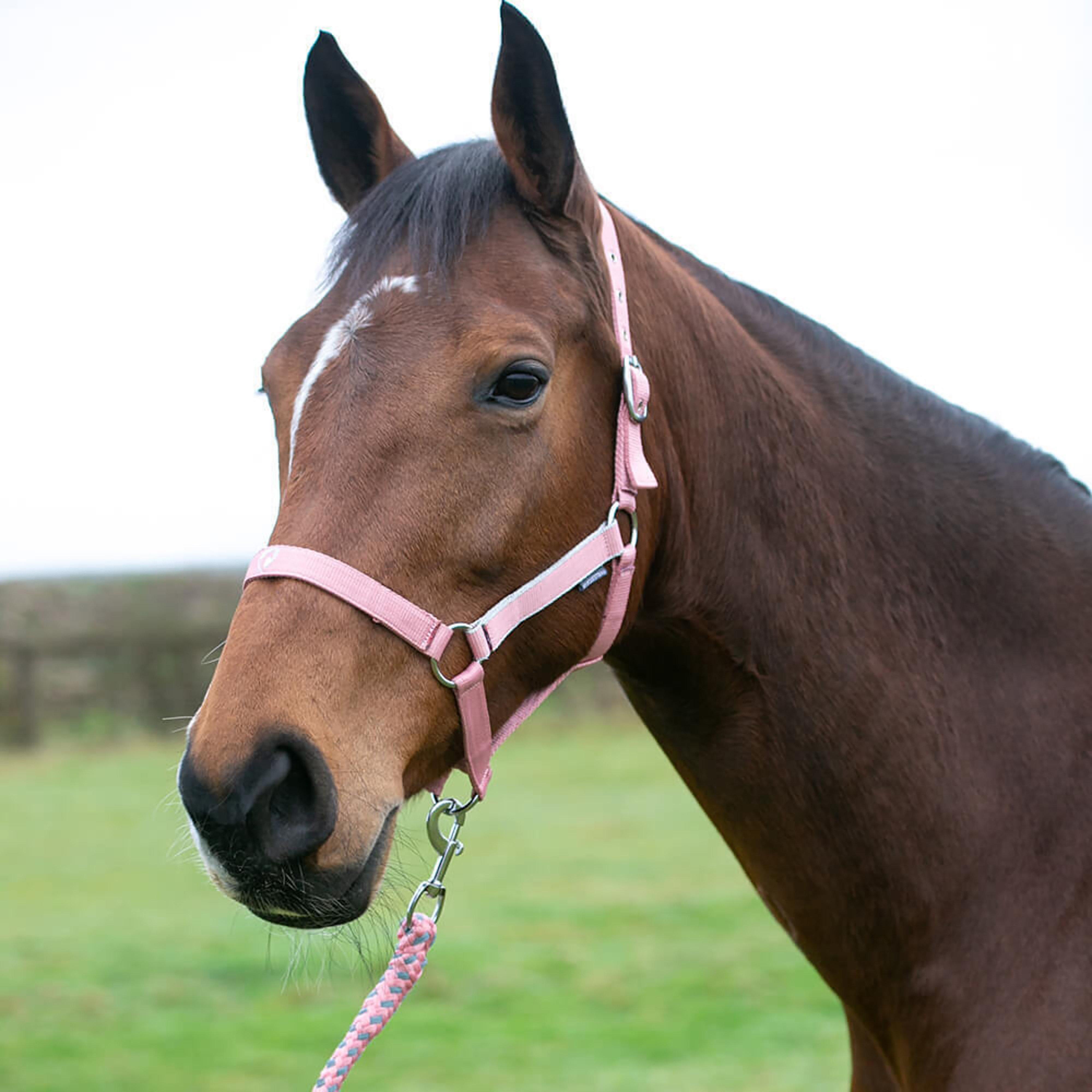 Synergy Horse Headcollar