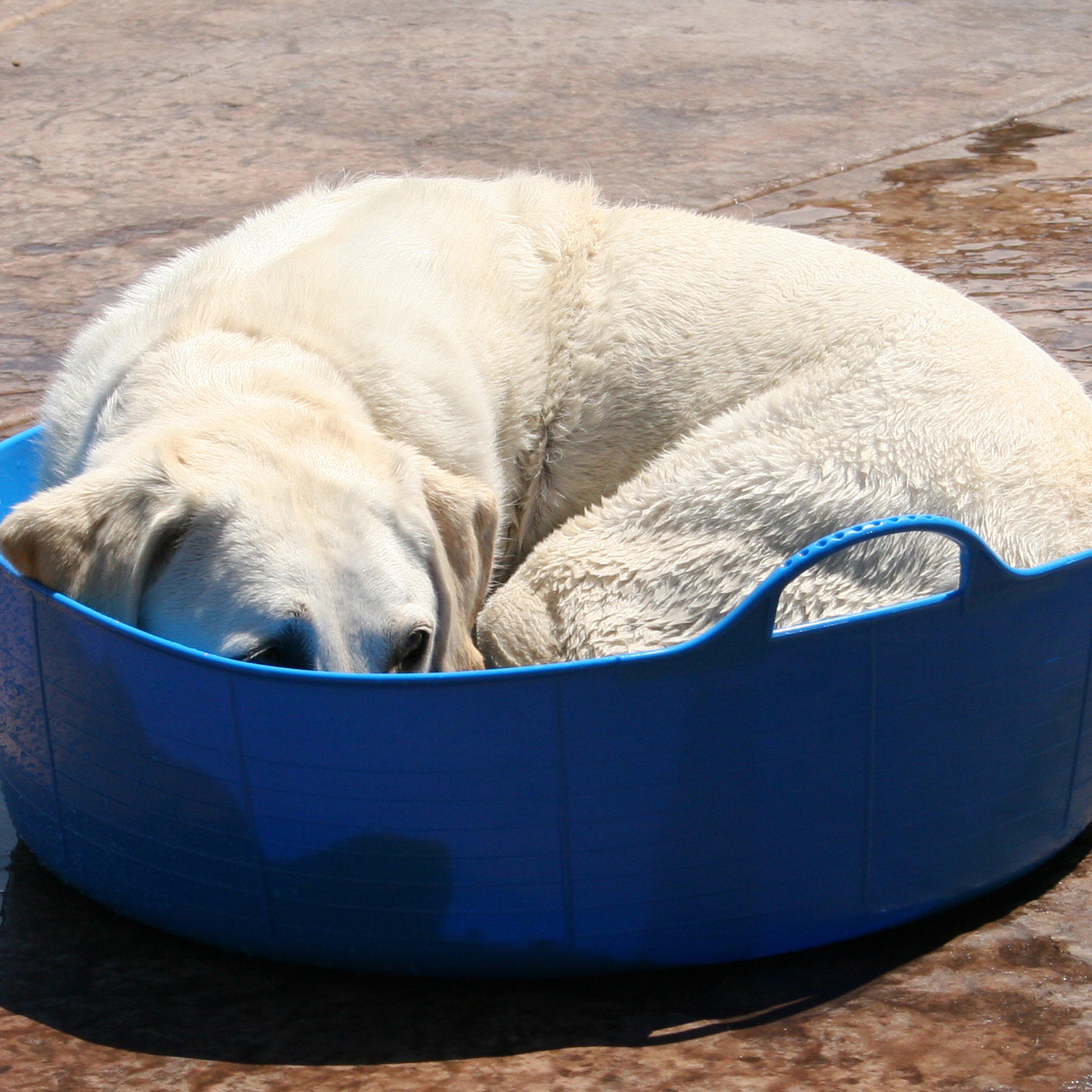 Shallow Gorilla Tub®