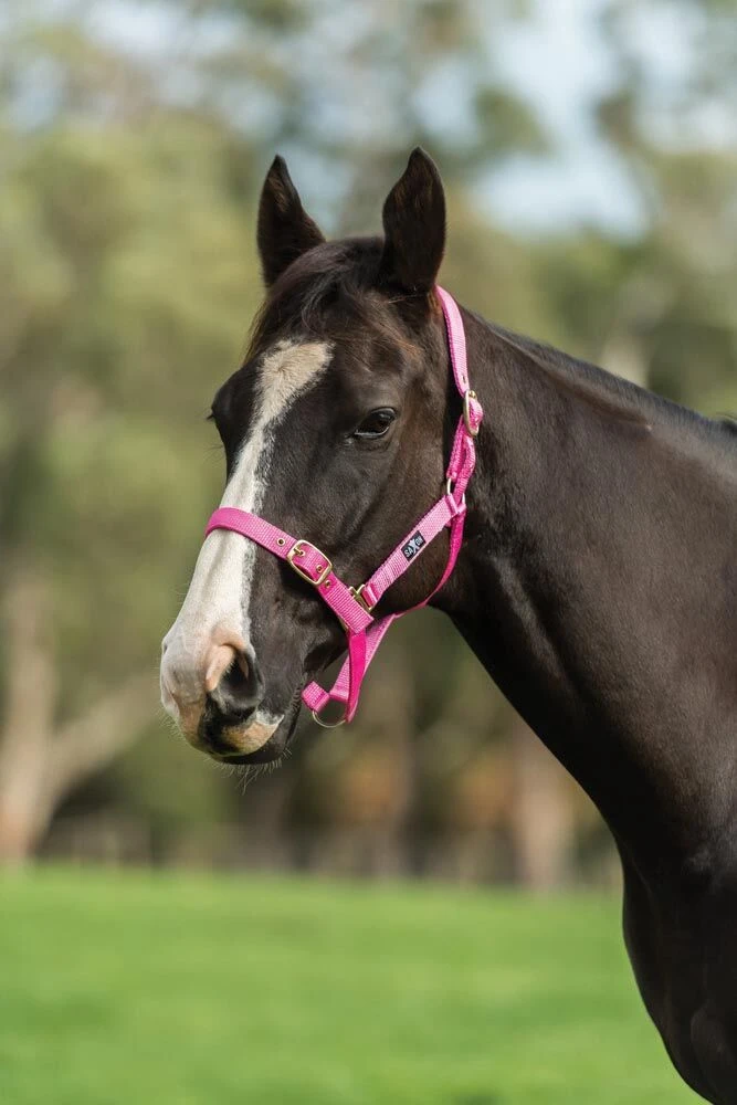 SAXON Nylon Brass Buckle Headcollar
