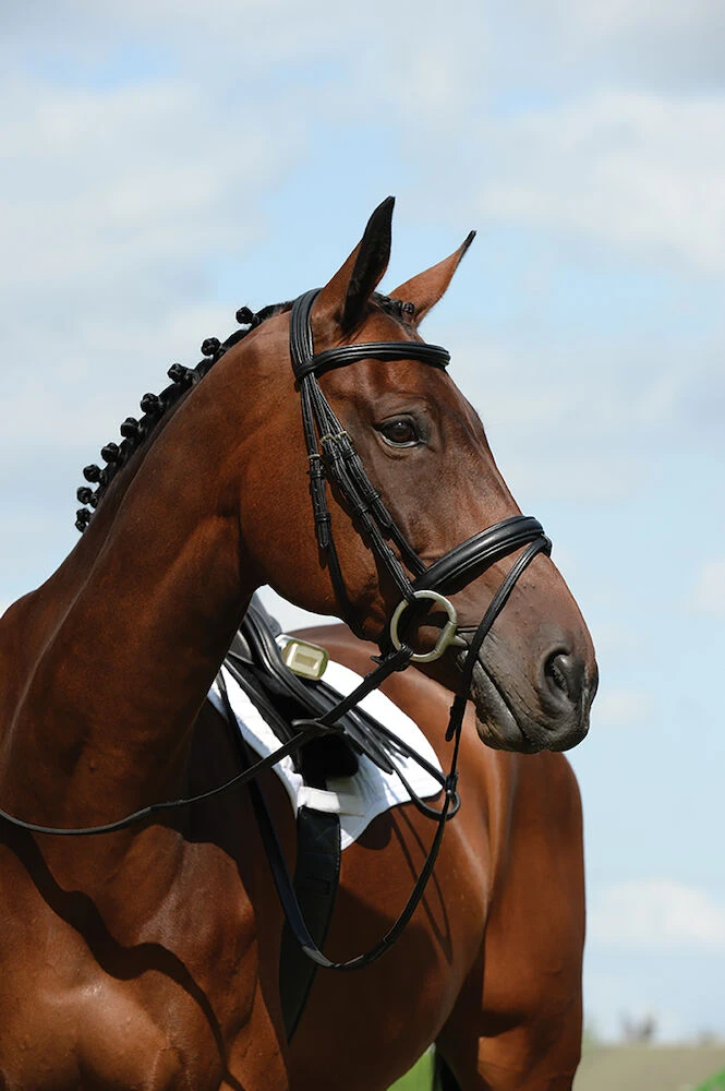 COLLEGIATE Syntovia+ Padded Raised Flash Bridle