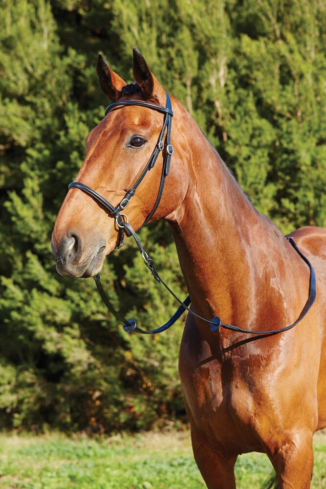 KINCADE Bitless Bridle