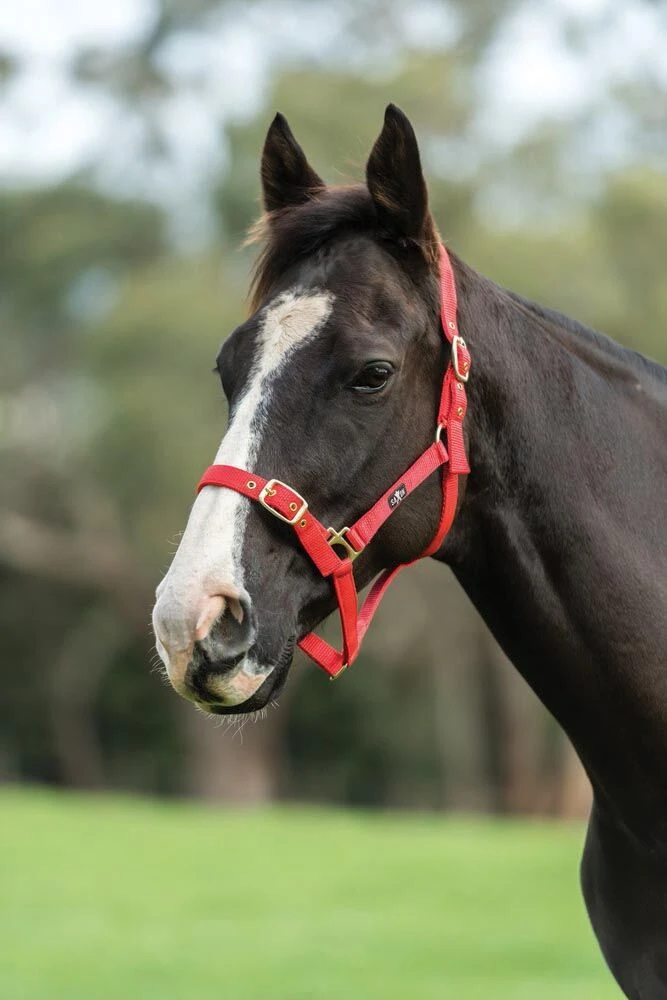 SAXON Nylon Brass Buckle Headcollar
