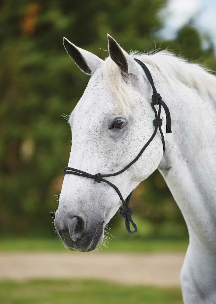 ROMA Nylon Rope Headcollar