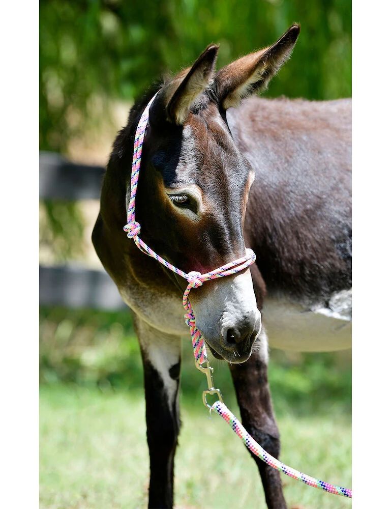 ROMA Rainbow Rope Headcollar & Lead Set