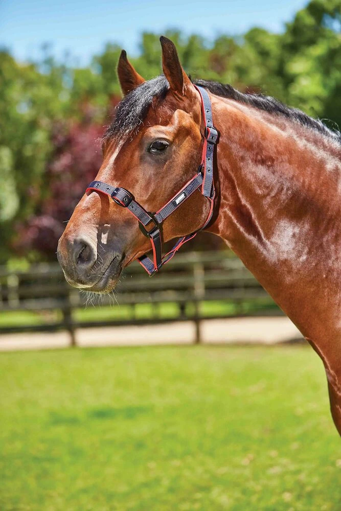 ROMA Coordinate Headcollar
