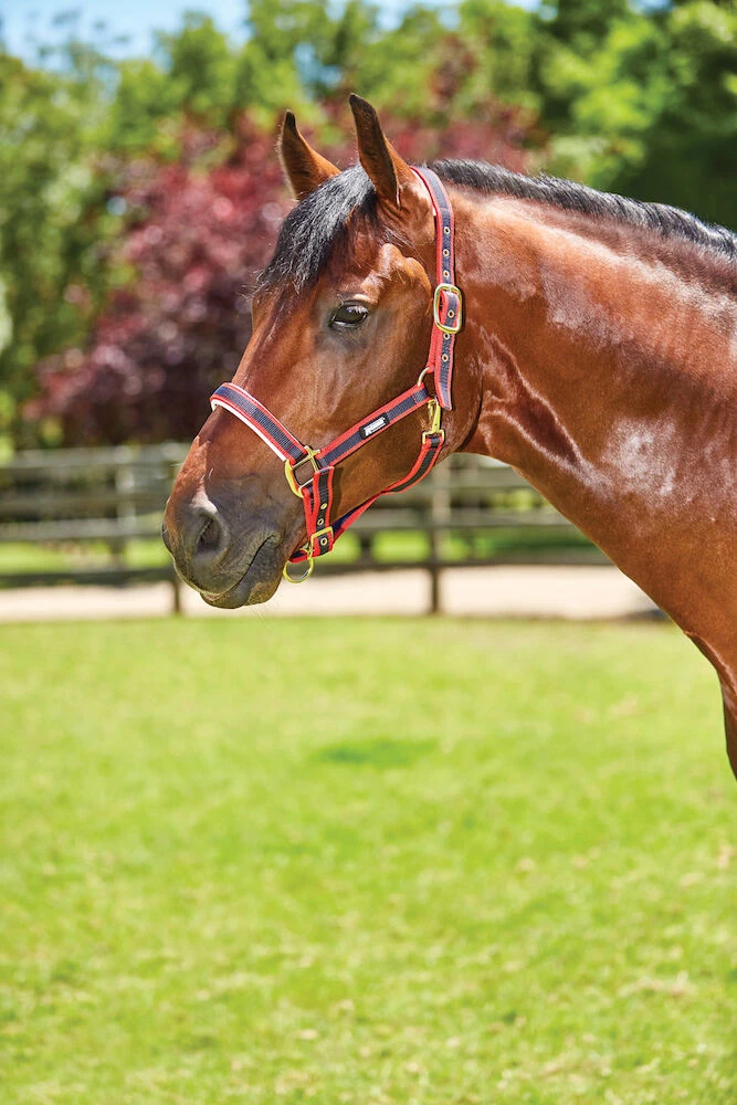 ROMA Padded Headcollar