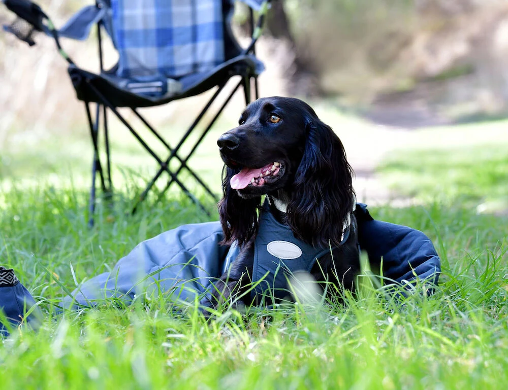 WEATHERBEETA Explorer Dog Sleeping Bag