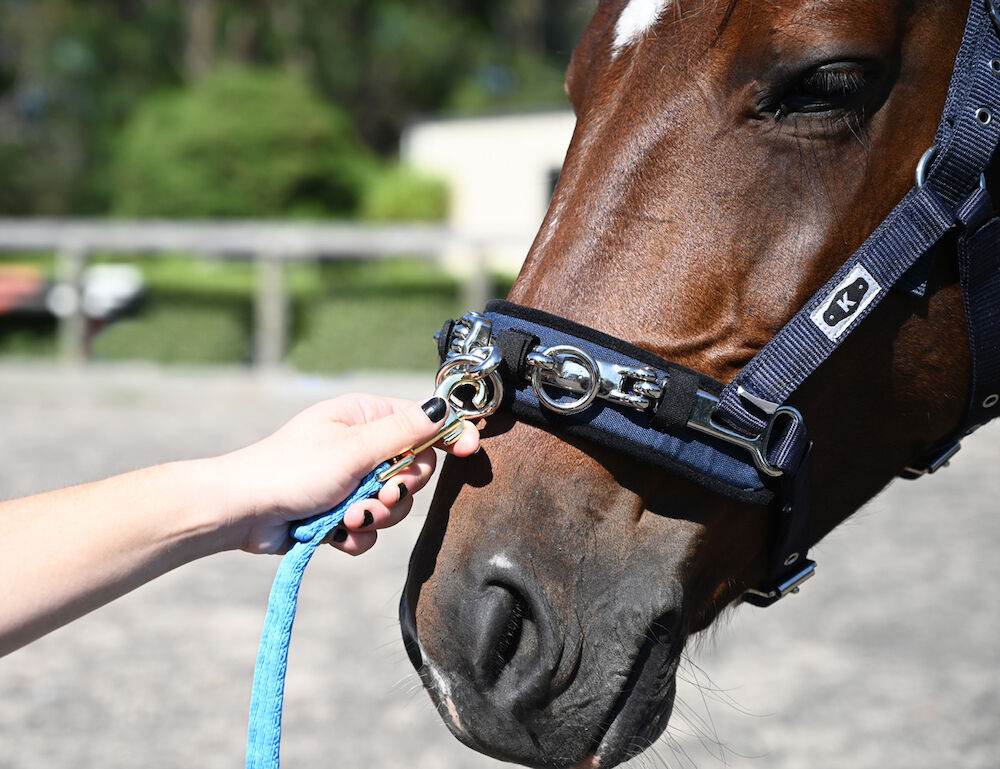 KINCADE Coordinate Lunge Cavesson