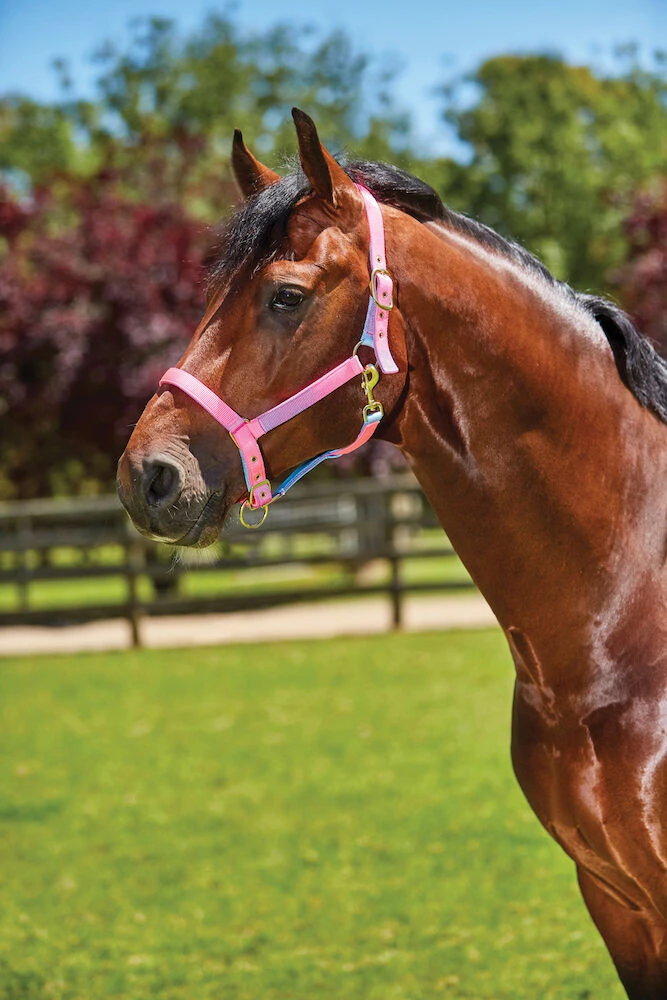 ROMA Mermaid Headcollar