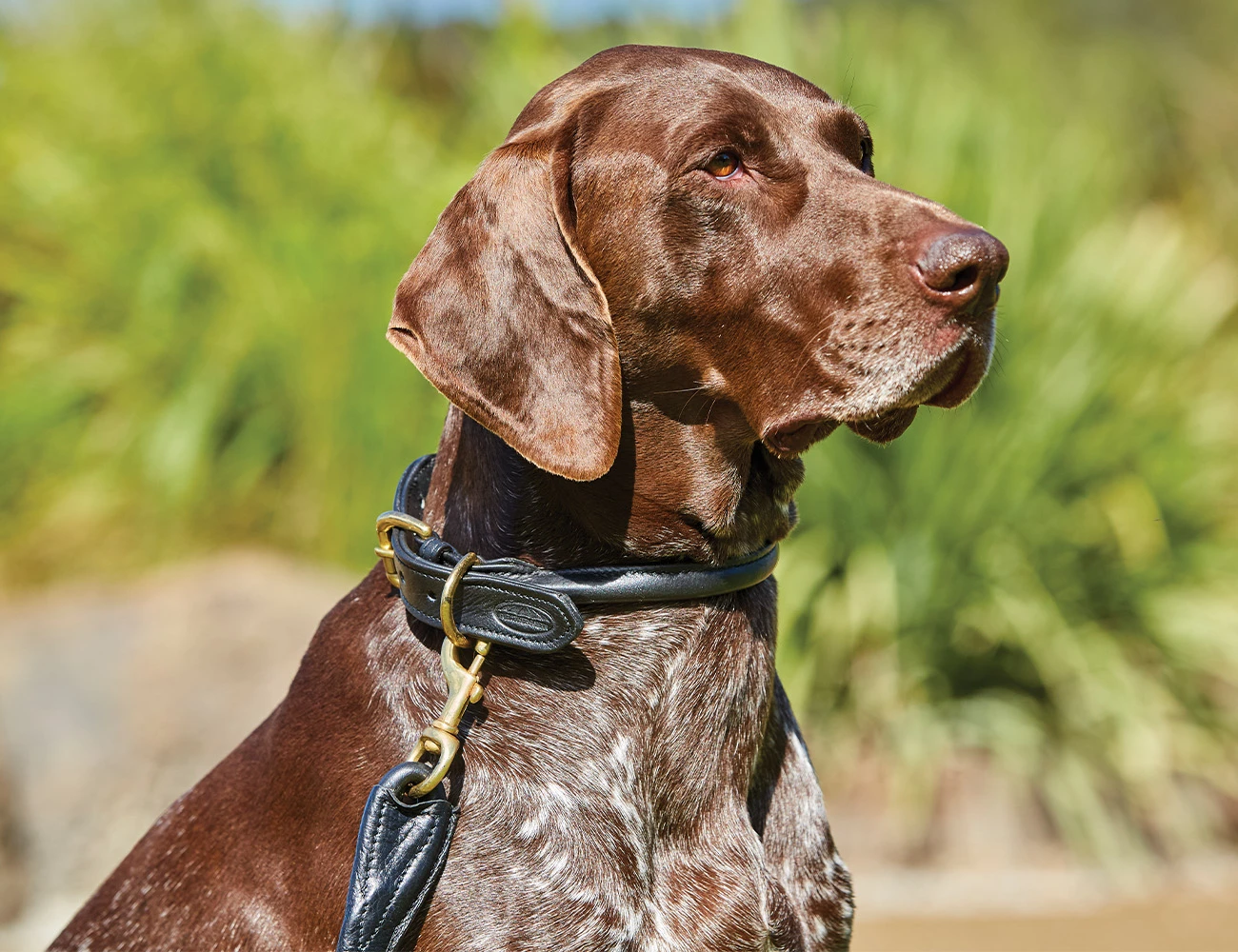 WEATHERBEETA Rolled Leather Dog Collar