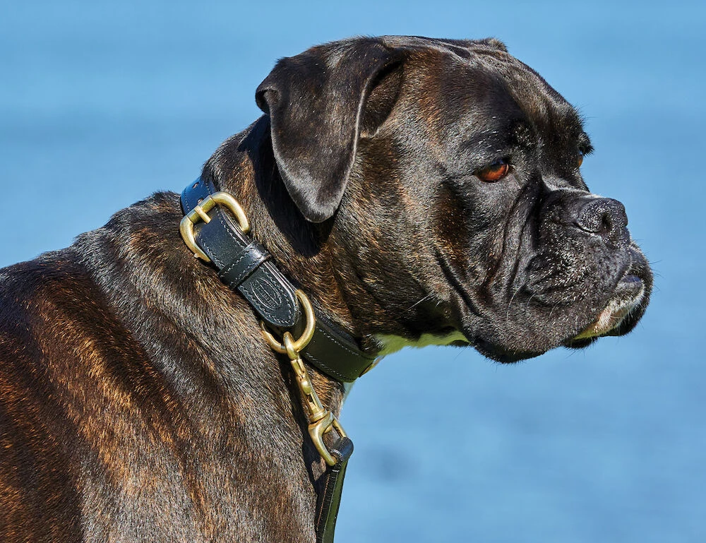 WEATHERBEETA Padded Leather Dog Collar