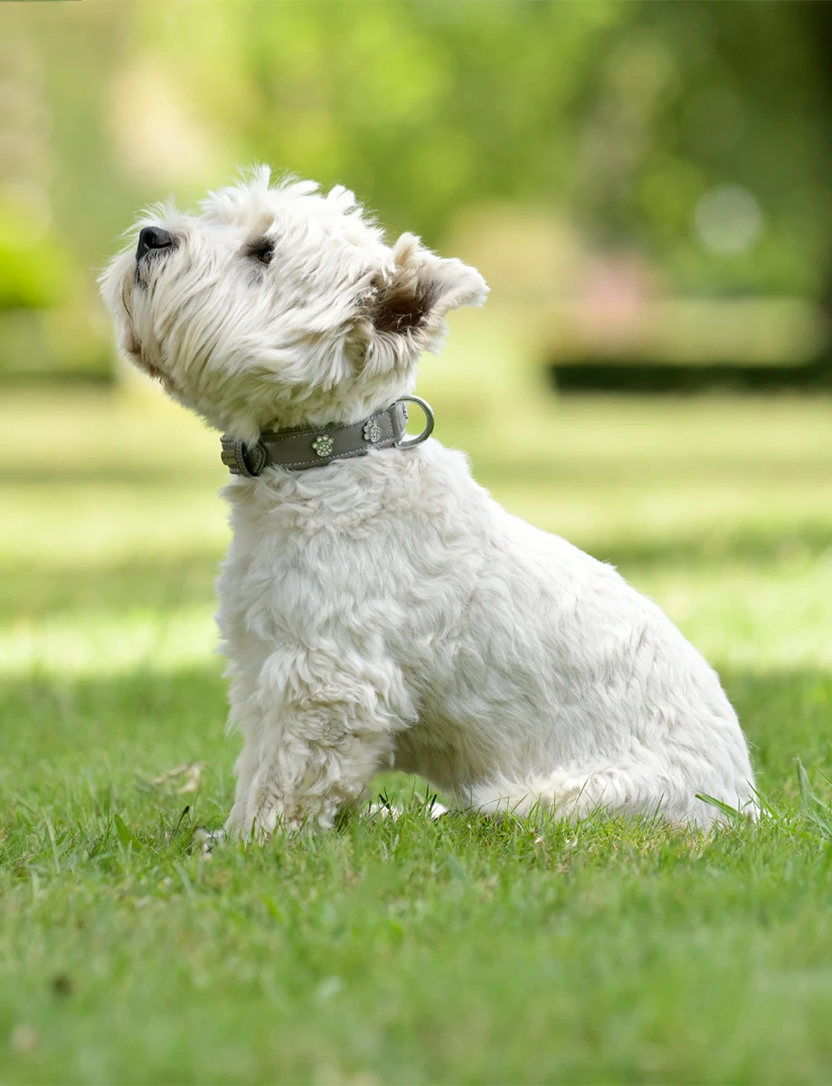 WEATHERBEETA Soft Leather Paw Collar