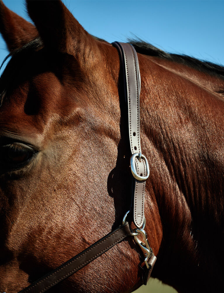 KINCADE Slim Leather Padded Headcollar