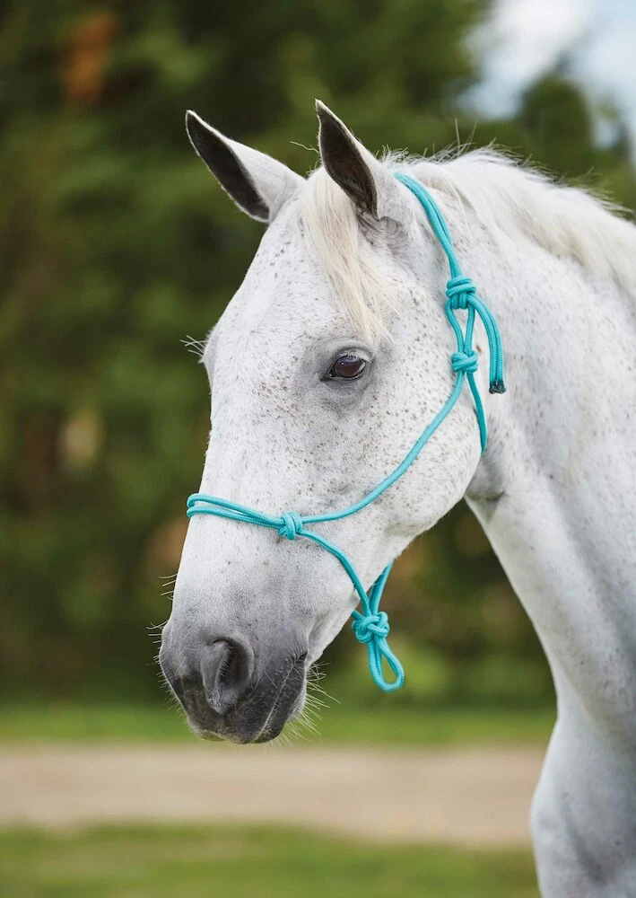 ROMA Nylon Rope Headcollar