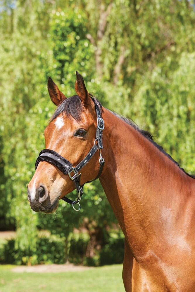 SAXON Fleece Lined Ribbon Headcollar