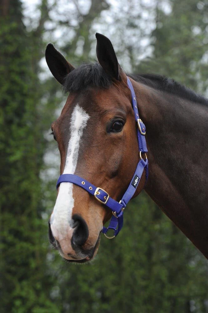 SAXON Nylon Brass Buckle Headcollar