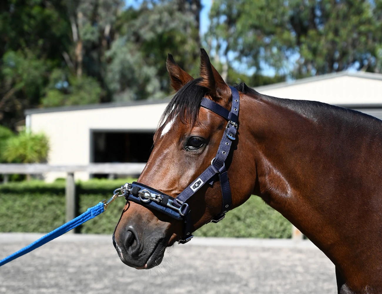 KINCADE Coordinate Lunge Cavesson