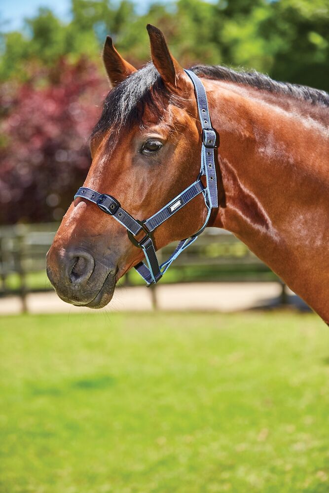 ROMA Coordinate Headcollar