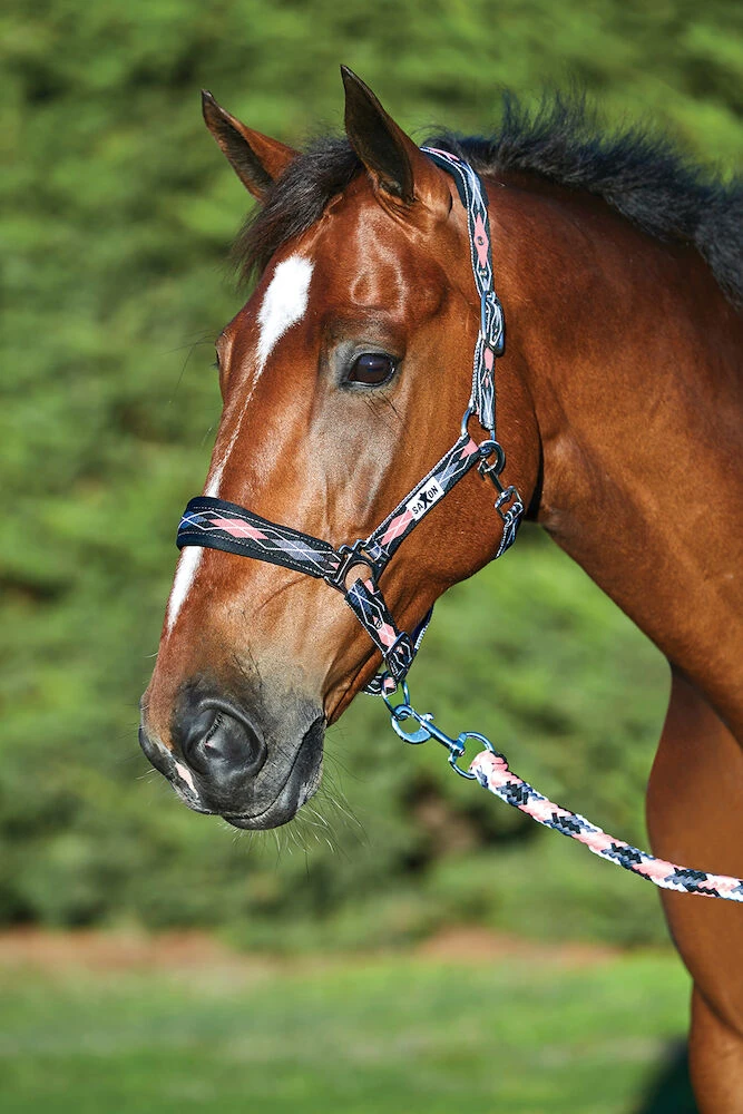 SAXON Padded Pattern Headcollar And Lead Set