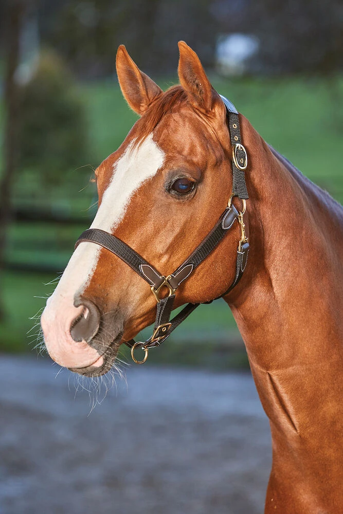 KINCADE Leather Nylon Headcollar