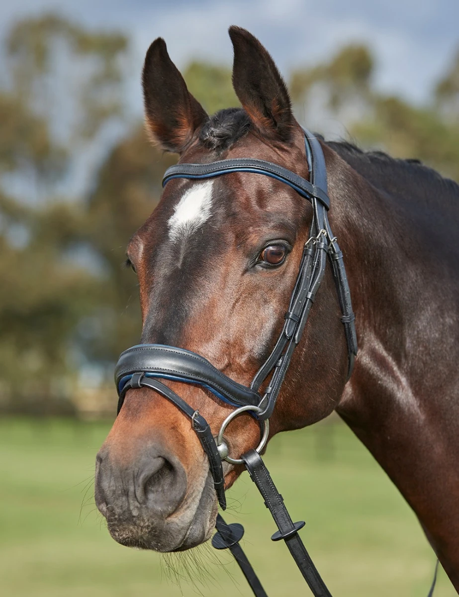COLLEGIATE ComFiTec Grace Bridle